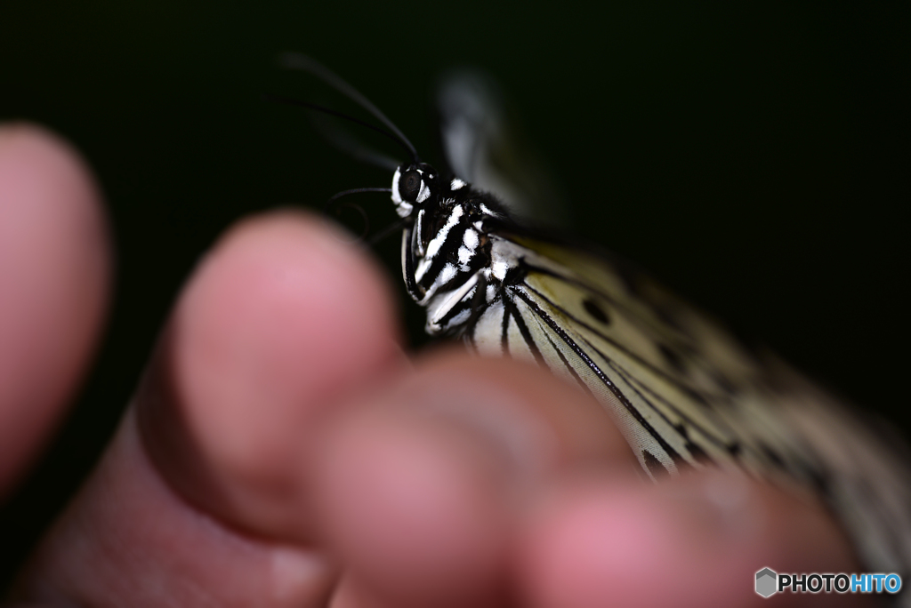 手に蝶