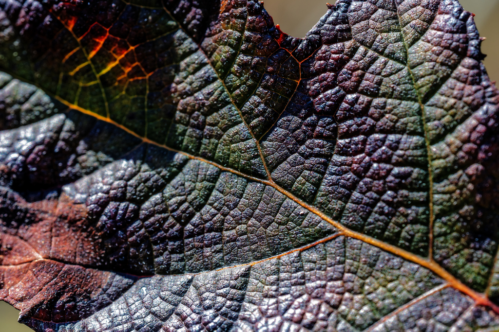 leaf vein
