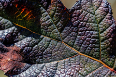 leaf vein