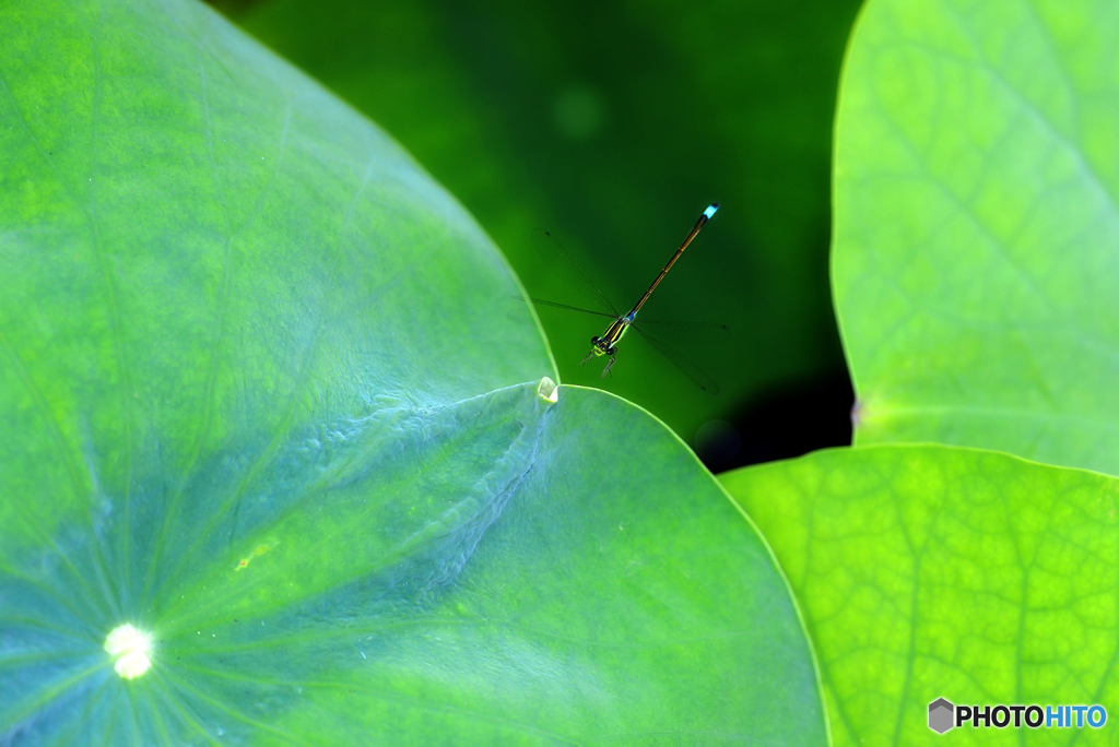アオモンイトトンボ