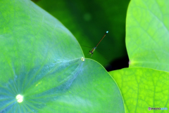 アオモンイトトンボ