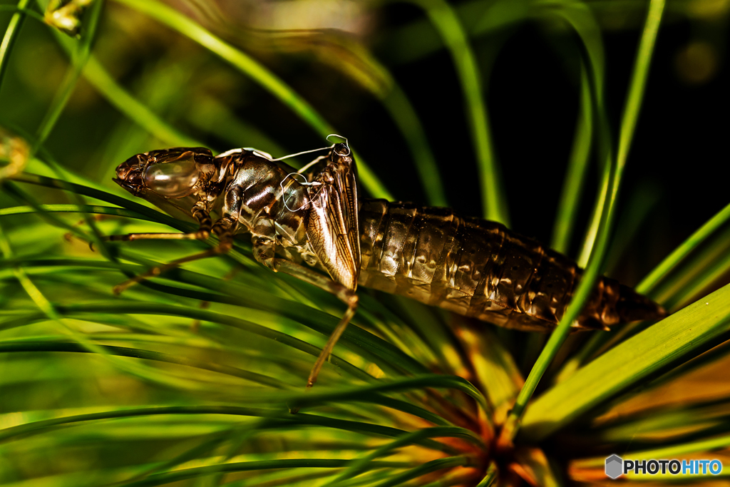 ヤゴの抜け殻