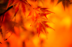 橙紅葉