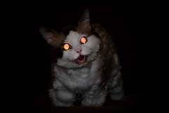 化け猫