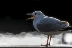 >ユリカモメ