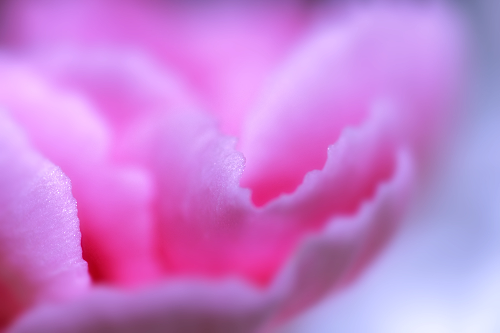 soft tone Ⅱ