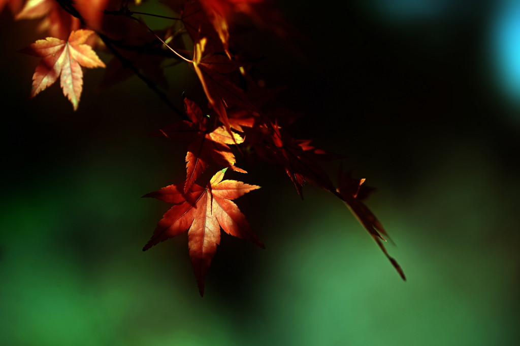 -紅葉-