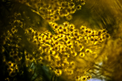 ゴールデンミモザ