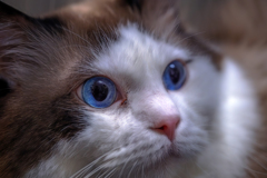 Cat..