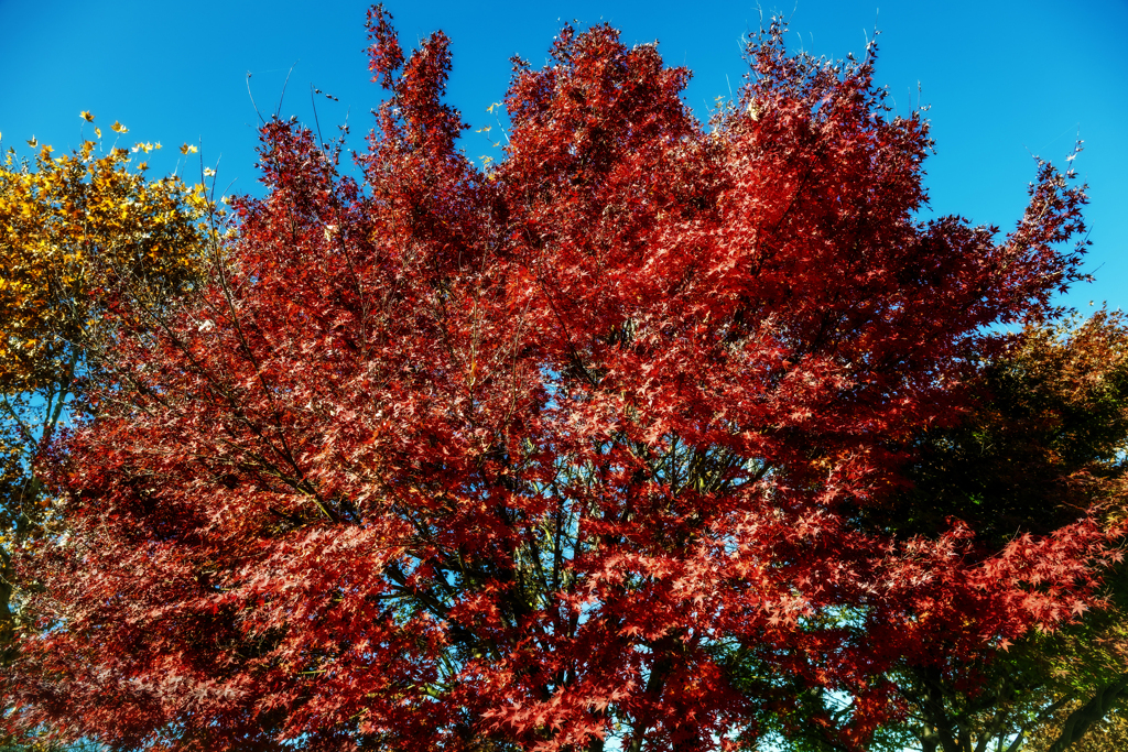 紅葉b