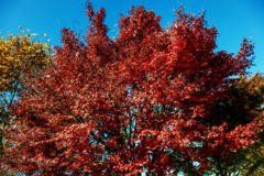 紅葉b