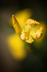 キショウブ  つぼみ