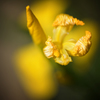 菖蒲