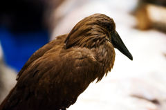 ハンマーコップ