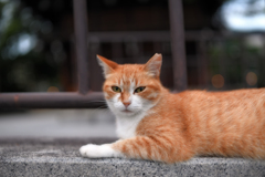 神社猫Ⅰ
