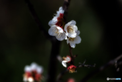 "梅"