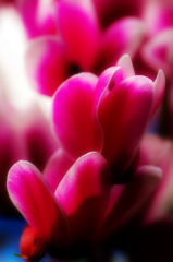 pink petal