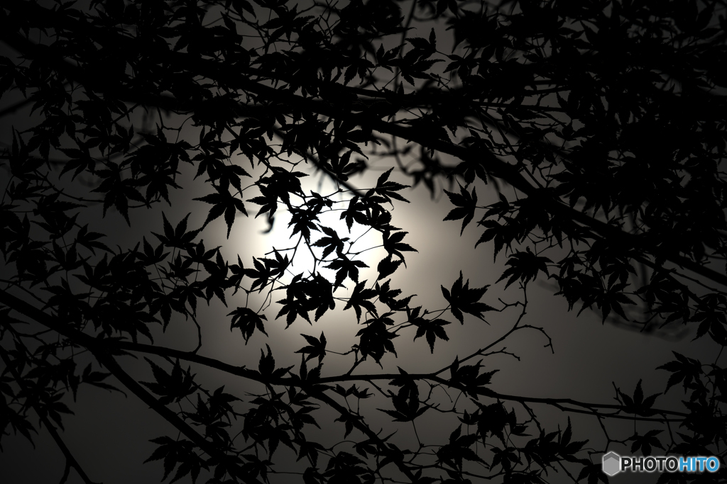 黒紅葉