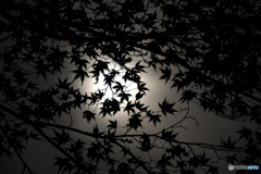 黒紅葉