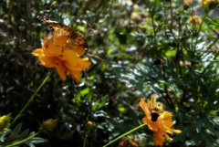 orange_
