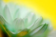 レモンイエロー