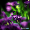 dark purple