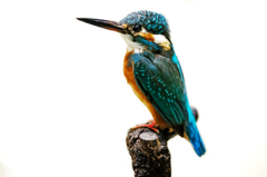 カワセミの剥製