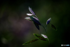 Dark spring