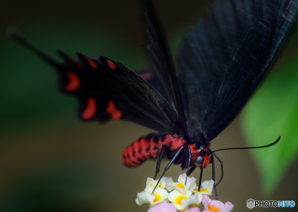 ジャコウアゲハ