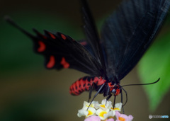 ジャコウアゲハ