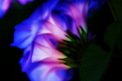ヒルガオの花束