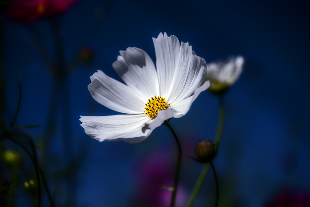 ❀
