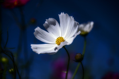 ❀