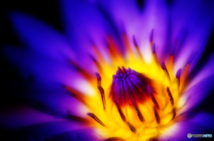 ブルー・ロータス 