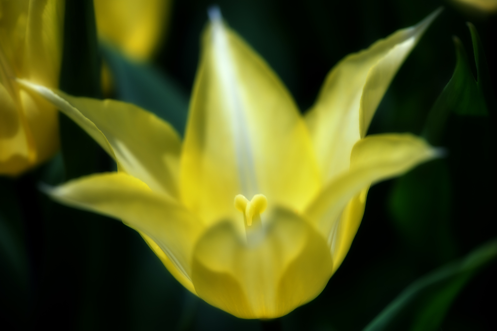 yellow tulip