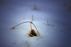 雪面枯れ葉