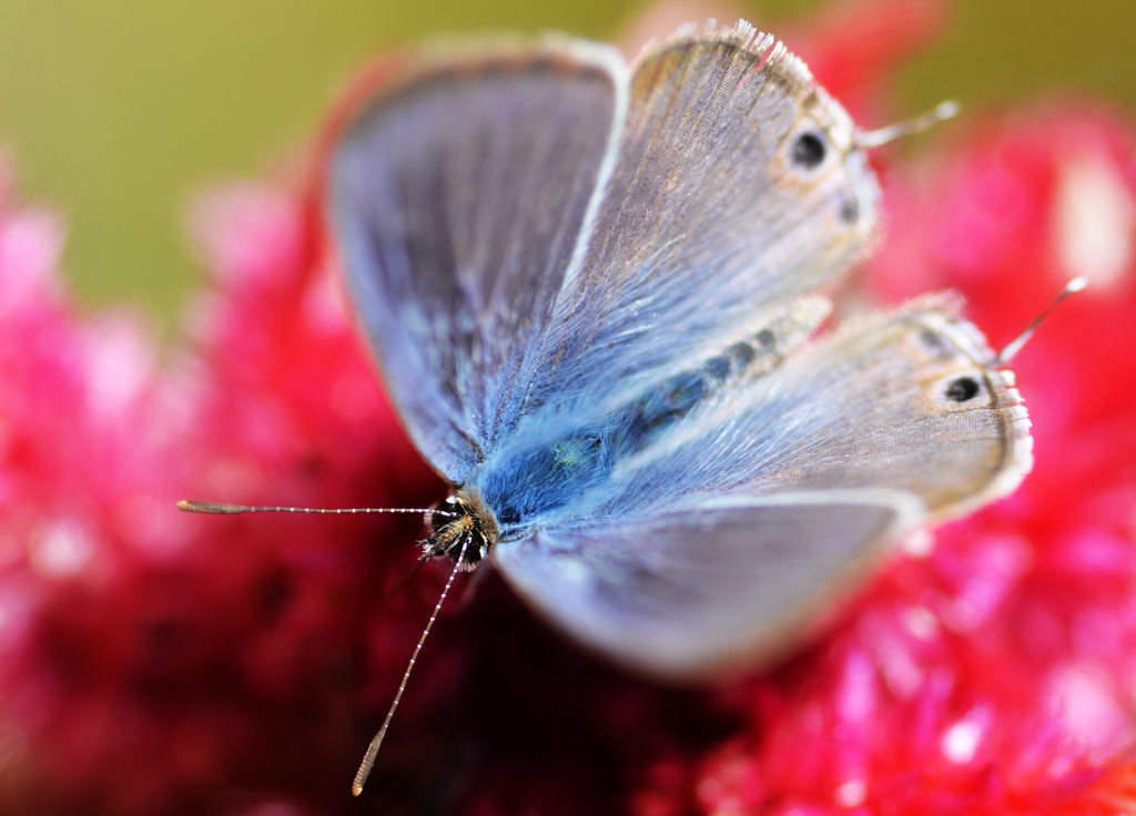ウラナミシジミとケイトウ