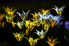  white&yellow