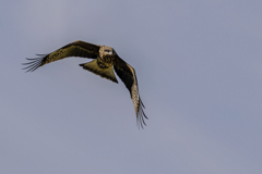 ~鳶~