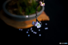 盆梅