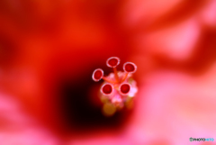 ハイビスカス .