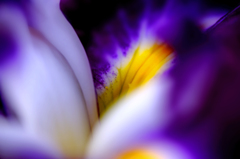 菖蒲Ⅱ