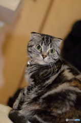 DSC_cat