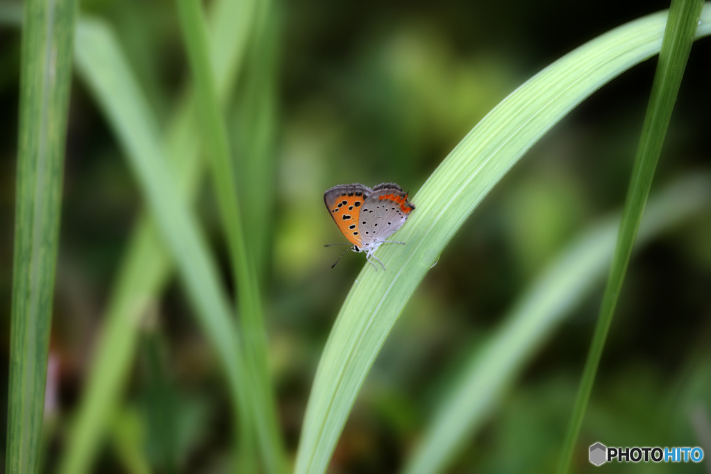 ・ベニシジミ・