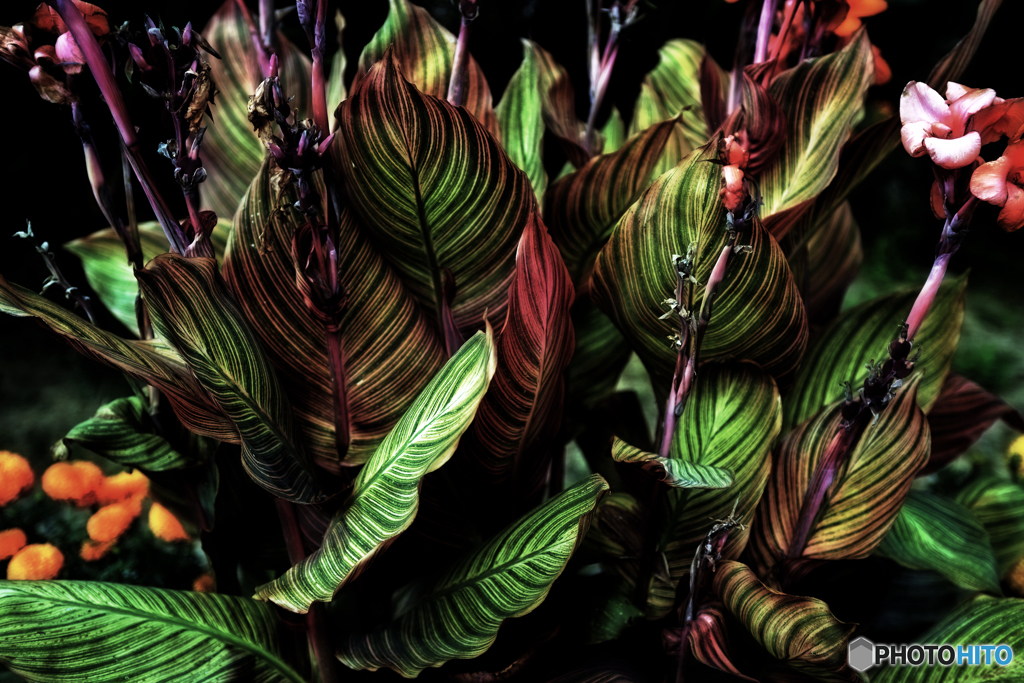 カンナ・ベンガルタイガー