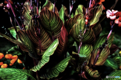 カンナ・ベンガルタイガー