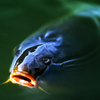魚類