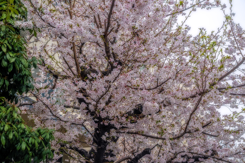 "さくら"