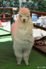 アルパカ