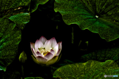~蓮~